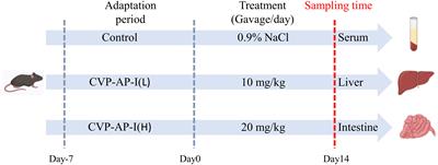 Polysaccharide from aerial part of Chuanminshen violaceum alleviates oxidative stress and inflammatory response in aging mice through modulating intestinal microbiota